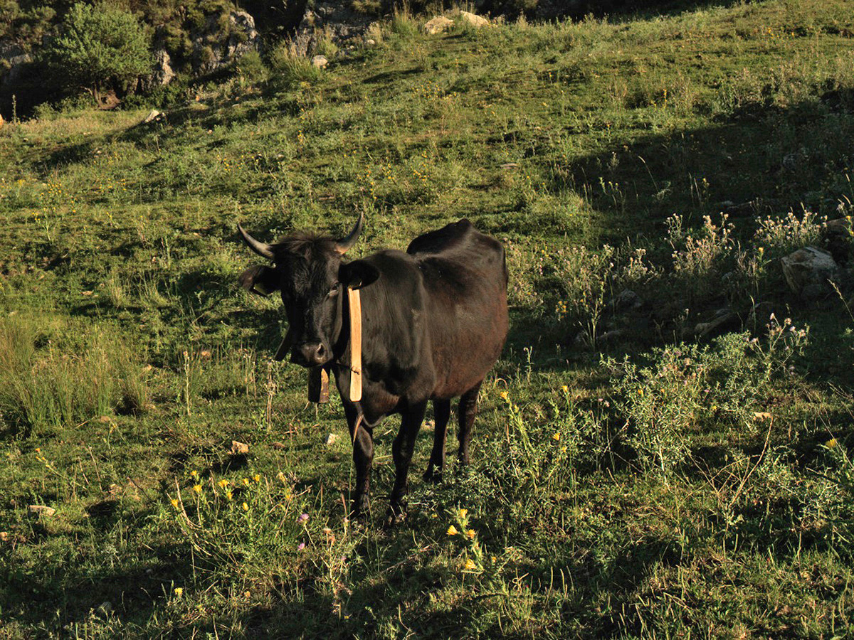 Sicilian Roots Cinisara Cattle